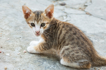 Naklejka na ściany i meble little cat sitting in one of towns.Thailand