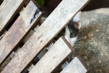 little cat sitting  in one of towns.Thailand