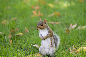 squirrel standing in the grass in central park