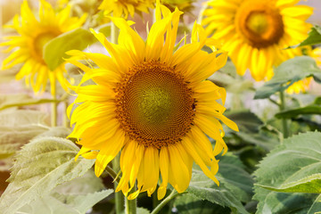 close up sunflower  blooming in the field