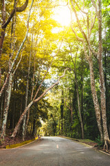 Beautiful season change forest with the road and sunlight 