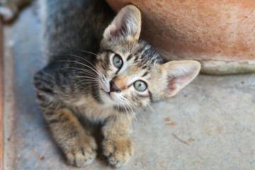 little cat sitting  in one of towns.Thailand