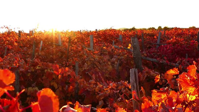 View from above at carst vineyard in autumn colors at sunset - crane down, UHD