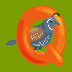 letter Q with animal quail for kids abc education in preschool.