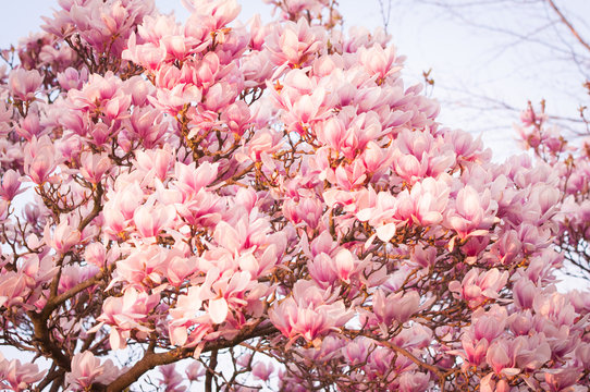 Magnolie Bl&uuml;ten bl&uuml;hen rosa rot weiss