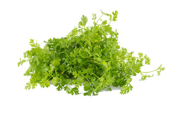 Bunch of fresh coriander leaves over white background.