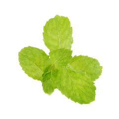 Mint leaves isolated on white background.