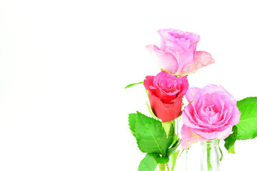 Valentinstag Motiv - Rosen mit Wassertropfen vor weißem Hintergrund mit Textfreiraum
