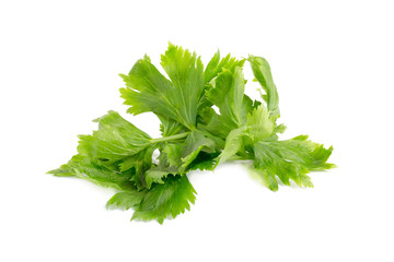 Celery isolated on white background.