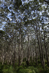 Green trees in forest