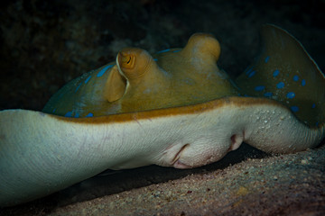 Bluespotted stingray  Dasyatis kuhli), Red Sea, Egypt © timsimages.uk