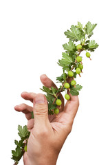 Naklejka na ściany i meble hand holds a branch of gooseberries