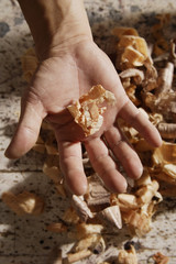 Closeup of hand holding wood shaving.
