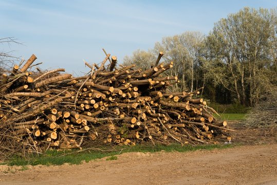 Stack of felled trees. Pine wood industry. Fallen trees. Felling and cutting of forests