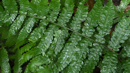 green fern leaves with rain drop