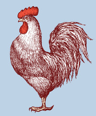 rooster © Amili