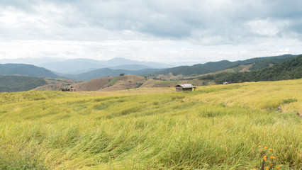 yellow terraced rice paddy field with traditional wood hut