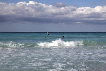 Pelicans in the Gulf of Mexico