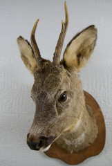 Stuffed deer head..