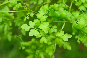 Green maidenhair fern leaves background