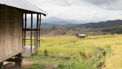 Fototapeta na wymiar yellow terraced rice paddy field with traditional wood hut