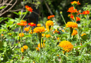 BEAUTIFUL FLOWERS IN GARDEN