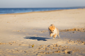 Cute red puppy German Spitz running on the beach selective focus