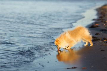 Cute red puppy German Spitz Dog drinking water from the sea