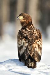 White-tailed Eagle (Haliaeetus albicilla) on snow. Birds of prey. Raptor.