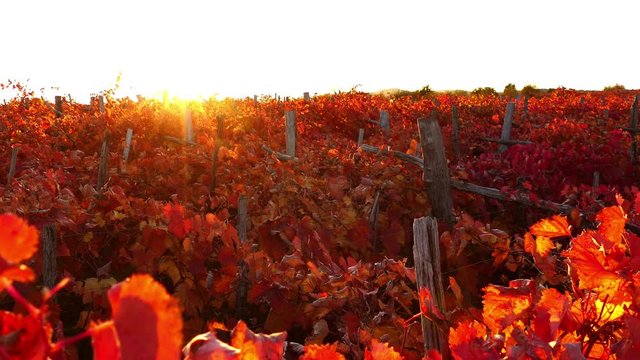 View from above at carst vineyard in autumn colors at sunset - crane up, UHD