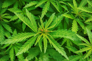 Cannabis marijuana leaf closeup background