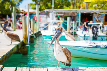 Obraz premium Big brown pelicans in Islamorada, Florida Keys