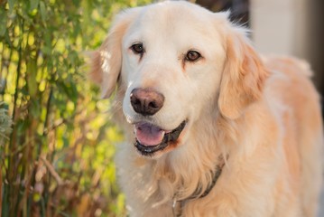 Golden Retriever portrait.