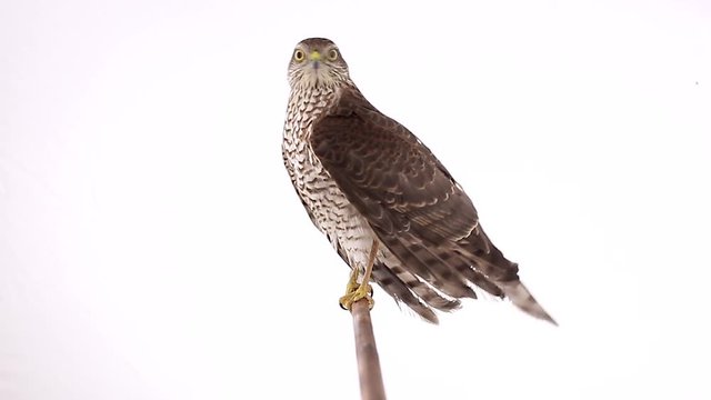  falcon on a white background
