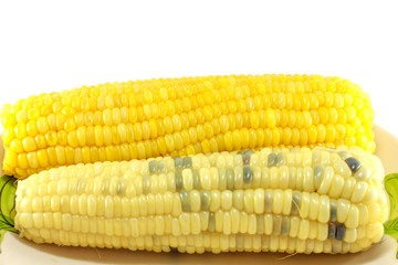 Boiled corn cobs isolated on white background