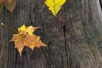 Naklejka na ściany i meble maple leaf on old wooden board