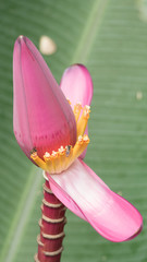 pink banana blossom flower