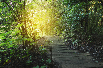 Obraz premium trekking trail in tropical rain jungle forest