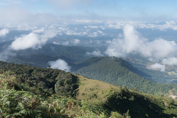 tropical forest and mountain landscape