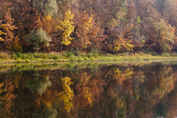 Fototapeta premium autumn landscape on the river autumn morning. Belarus