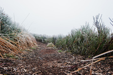 Close up of trail in the mountains with frozen grass