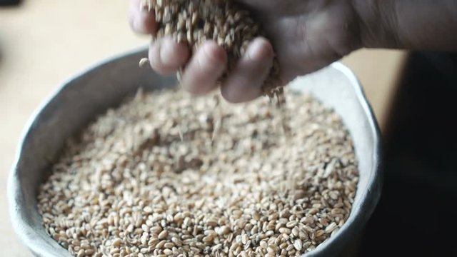 Close up of old hands pouring grains of wheat in 4K