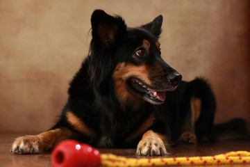 Border Collie Mix mit Spielzeug