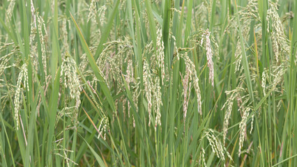 green terraced rice paddy field