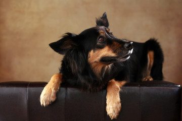 liegender Border Collie Mix