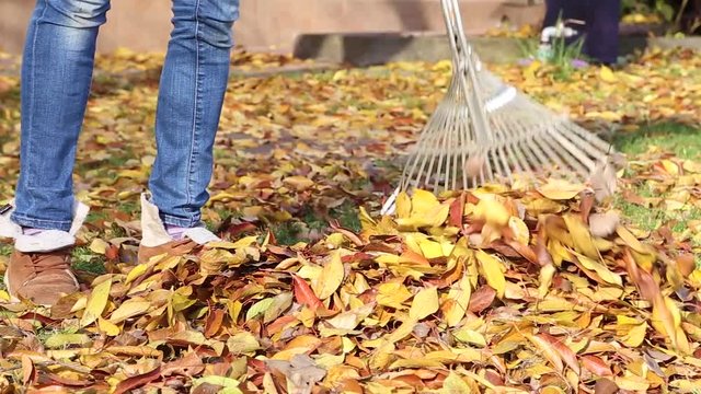 cleaning rake yellow autumn leaves in the garden