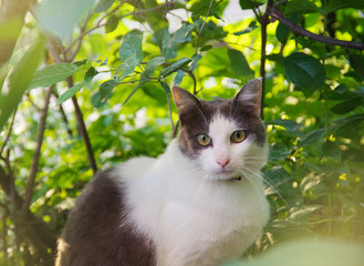 Street cat sitting in the grass