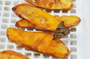 brown butterfly feeding ripen mango seed on white plastic tray