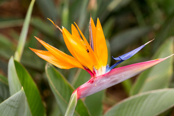 Fototapeta na wymiar Tropical flower strelitzia or bird of paradise flower in Funchal on Madeira Island, Portugal.