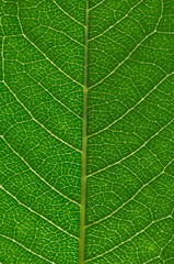 close up of green leaf texture